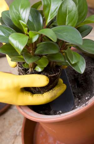 potted plants